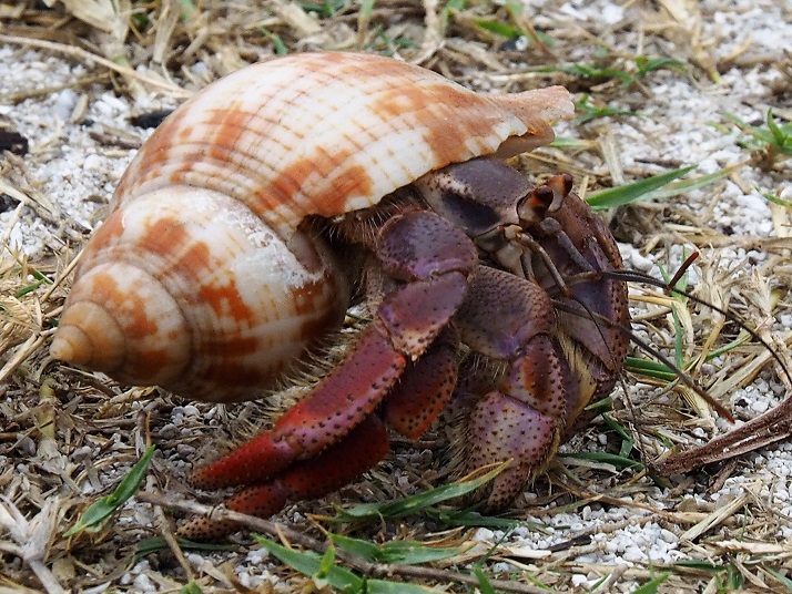 Hermit crab on scrubby beach.