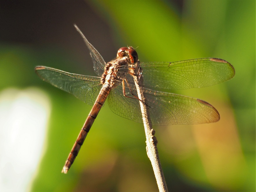 Close-up of dragonfly perched on a dry branch.