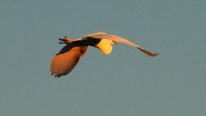 Great egret in flight at sunrise