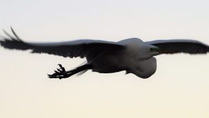 Great egret in flight