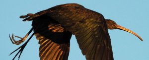 Glossy ibis in flight