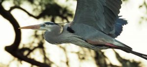 Great blue heron in flight