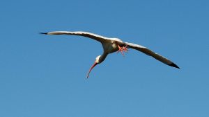 White ibis in flight, highlighting beak and feet