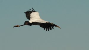 Wood stork in flight