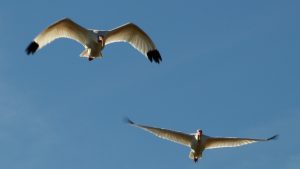 White ibises in flight