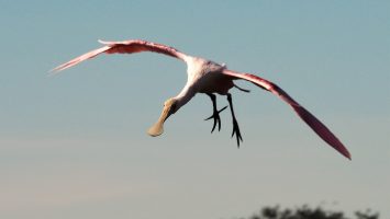 Roseate spoonbill coming in for a landing