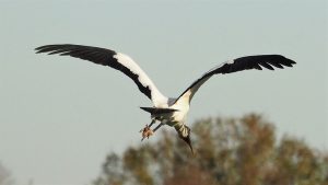 Wood stork, coming in for a landing, beak first.