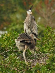 Great blue heron adult with baby, standing in nest