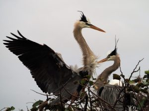 Great blue heron arriving on the nest.