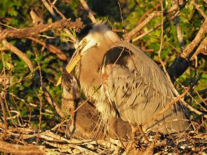 Great blue heron with 2 chicks