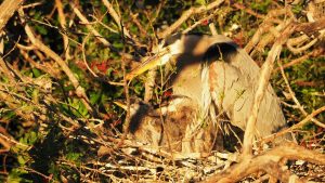 Great blue heron with 2 chicks