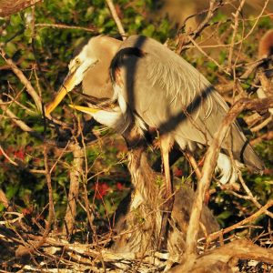 Great blue heron with 2 chicks