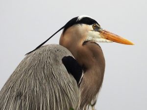 Great blue heron in profile