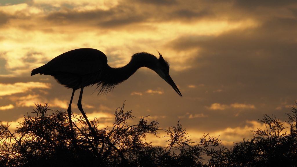 Great blue heron silhouetted against rising sun.