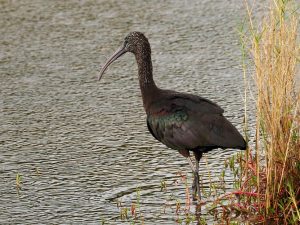 Glossy ibis, wading in slough or marsh.