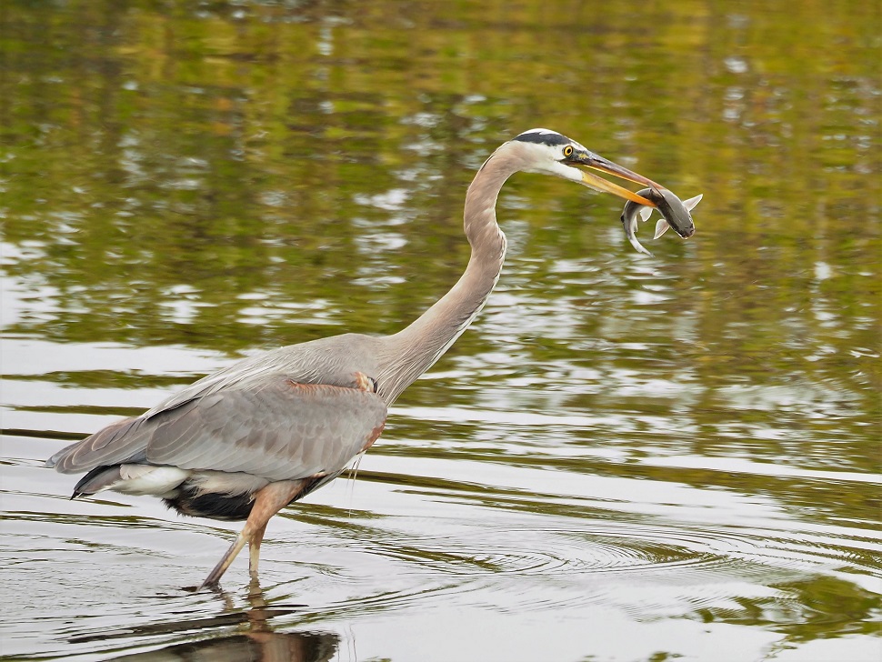 Great blue heron with fish in beak