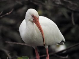 White ibis looking sternly off-camera.