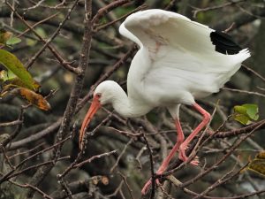 White ibis with wings flared.