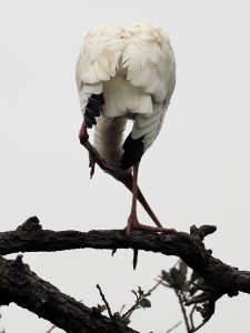 Ibis standing on one leg, bent over.