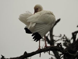 White ibis with wings fluffed up.