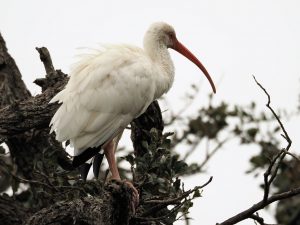Side view of white ibis.
