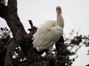 Ibis looking at camera straight on.