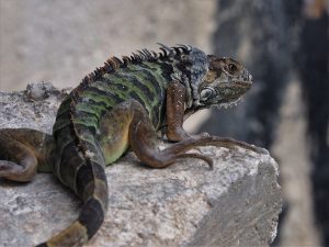 Full-length view of iguana on concrete pier supporting a bridge.