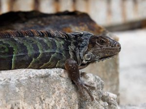 Close-up of iguana's face.