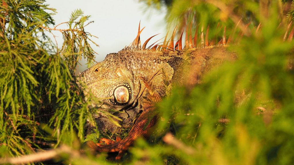 Headshot of iguana lying on tree branch.