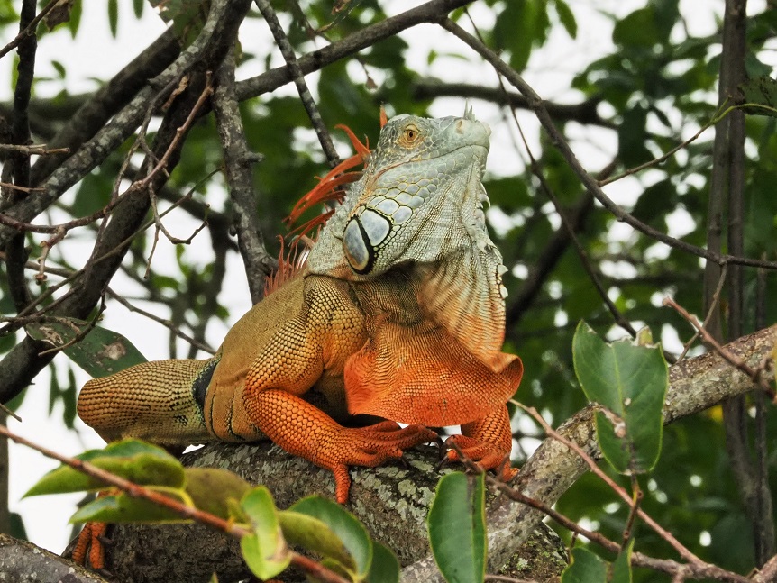 Orange and blue-gray iguana showing off his right profile.