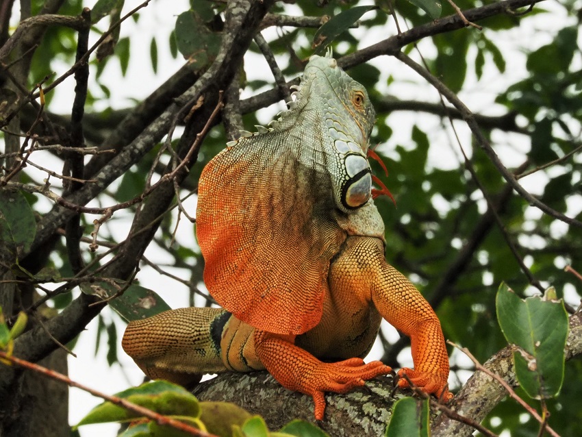 Orange and blue-gray iguana showing off his left profile.