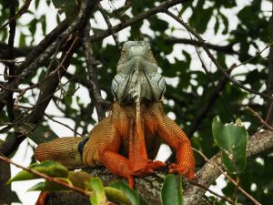 Orange and blue-gray iguana staring at the camera