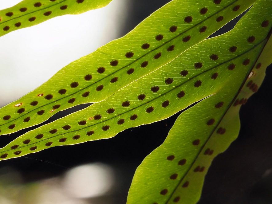 Close-up of underside of fern leaves.