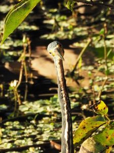 Little blue heron looking at camera, with head cocked
