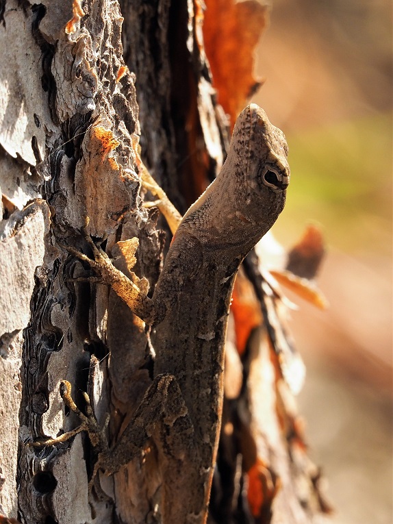 Tiny lizard frozen on a treet trunk