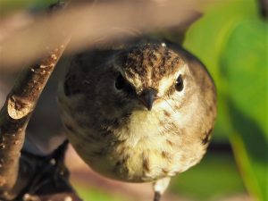 Palm warbler staring straight into camera lens