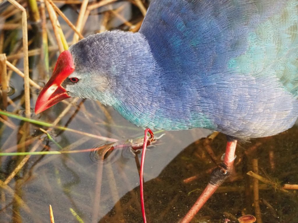 Overhead view of purple gallinule, foraging