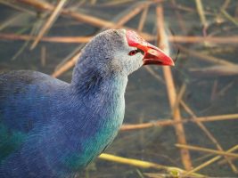 Profile view of purple gallinule in swampy pond.