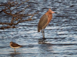 Reddish egret in an atypically still pose.