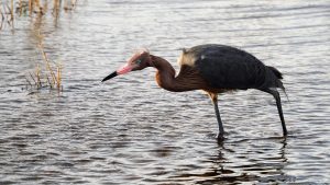 Reddish egret poised to strike.