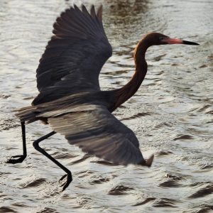 Reddish egret leaping, with wings flared.