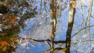Tree reflections in forest pond