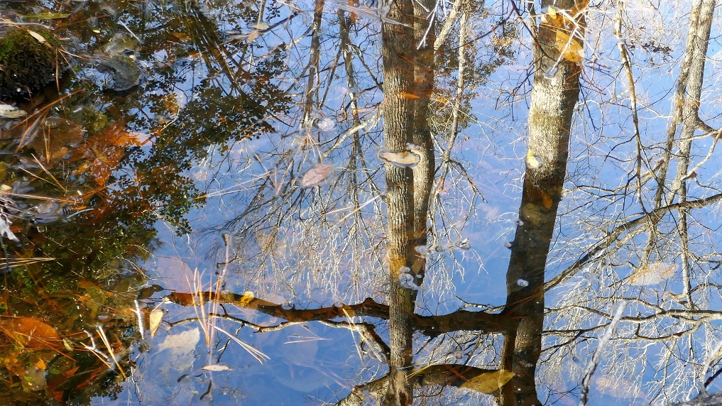 Tree reflections in forest pond