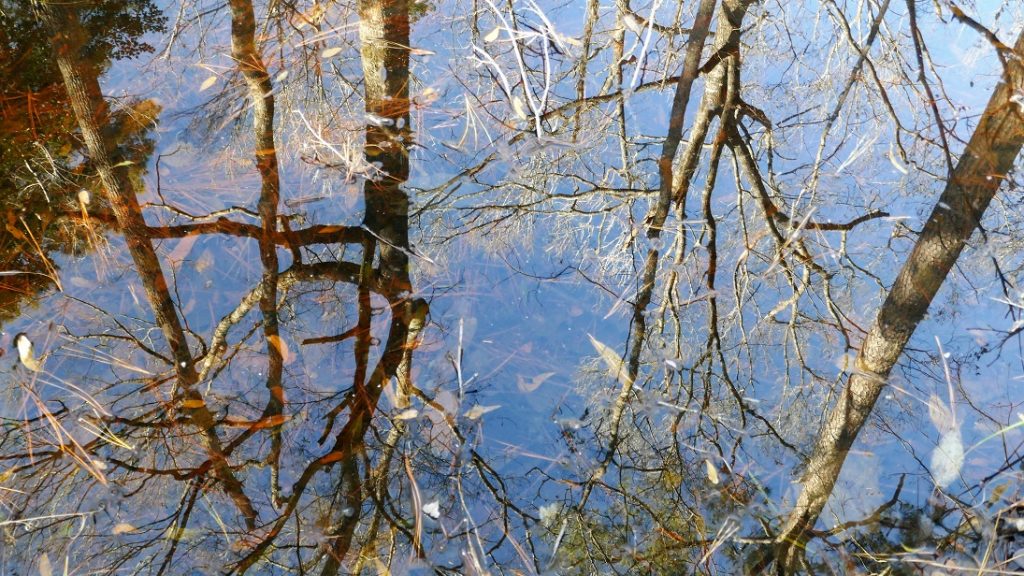 Tree reflections in forest pond
