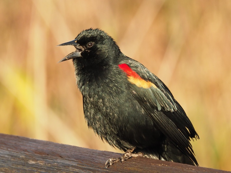 Red-winged blackbird on a railing, singing