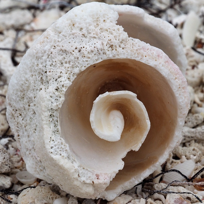 End-on view of weathered whelk shell on beach.