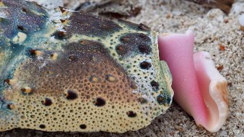 Multi-coloured crab shell and pink interior of whelk shell.