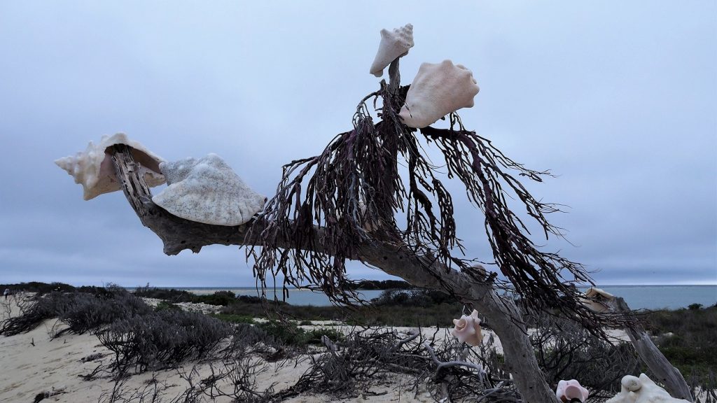Whelk shells stuck on branches of driftwood.