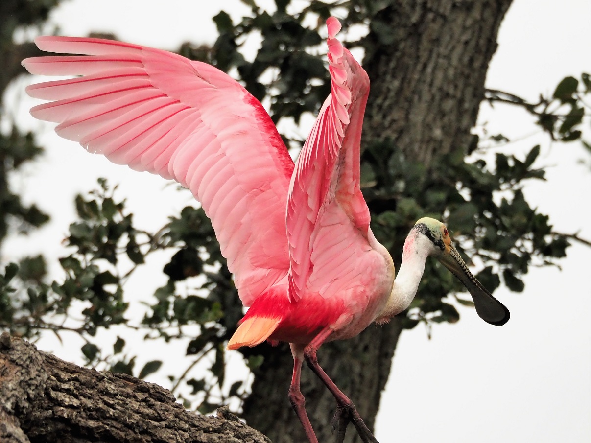 Roseate spoonbill with wings flared