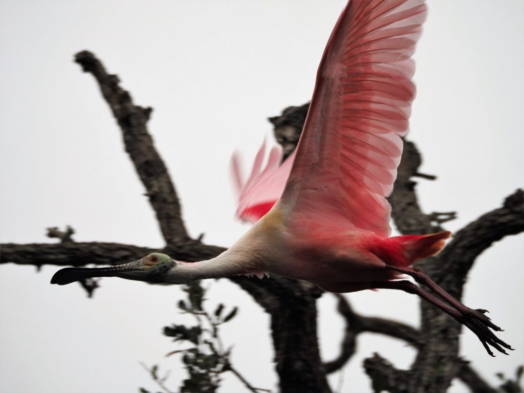 Roseate spoonbill, horizontal in flight